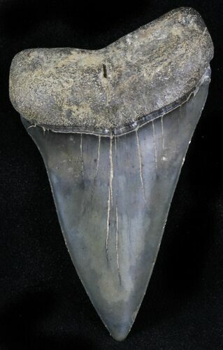 Very Large Fossil Mako Shark Tooth - Georgia #31616